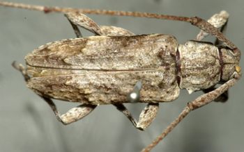 Media type: image;   Entomology 4186 Aspect: habitus dorsal view 2